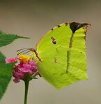 At least on Pinterest, butterflies love Lantana blossoms bes