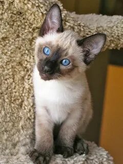 Breeders of Siamese kittens available for sale. Siamese kitt