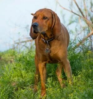 red tick coonhound lab mix Online Shopping
