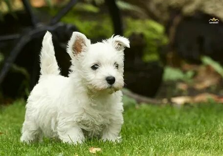 Floppy ear Wonderful Westies II Cute white dogs, White dogs,
