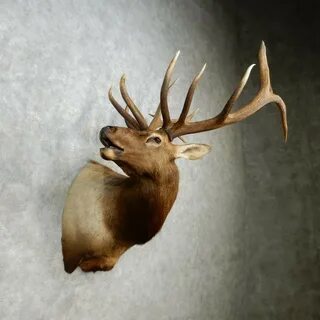 Rocky Mountain Elk Taxidermy Shoulder Mount For Sale #14469 