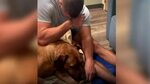 Video: Un hombre llora mientras da de comer a su perro por ú