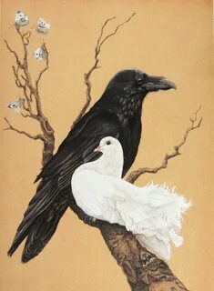 Dove and Raven- A Study in Black and White - 5x7 bird art pr