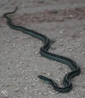 Bluestripe Garter Snake, Florida 6/1/17 Subspecies of Garter