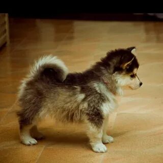 Pomsky- pomerian+husky Cute animals, Cute puppies, Baby anim