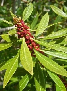 CalPhotos: Morella californica; Wax Myrtle Pacific northwest