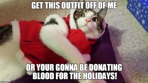 christmas cat Memes & GIFs - Imgflip