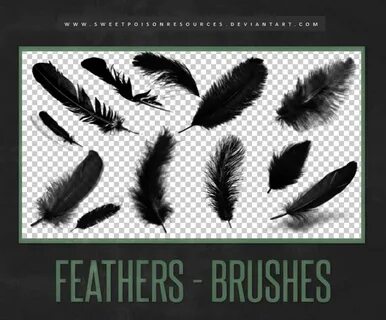 12 Feather Photoshop Brushes free download
