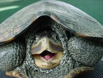 19 Animals Who Can't Unsee What They Just Saw Happy turtle, 