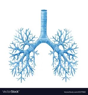 Watercolor human lungs Royalty Free Vector Image