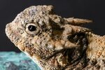 Horn Toad Pictures Download Free Images on Unsplash