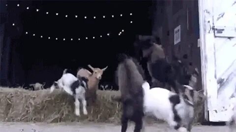 GIF goat - animated GIF on GIFER - by Malabar