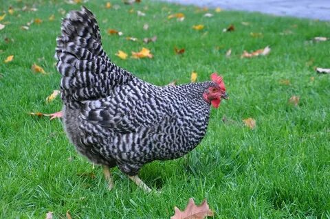 chicken breeds with photos Chicken Breeds and (5-egg) Melt-i