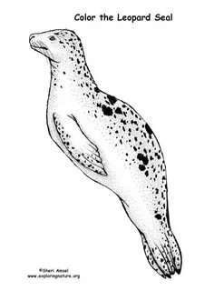 How To Draw A Leopard Seal - Best Images Hight Quality