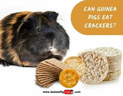 Can Guinea Pigs Eat Crackers? (Risks, Nutrition Facts & More
