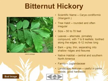 Illinois Tree List Quit Home Hickory, Pignut American Basswo