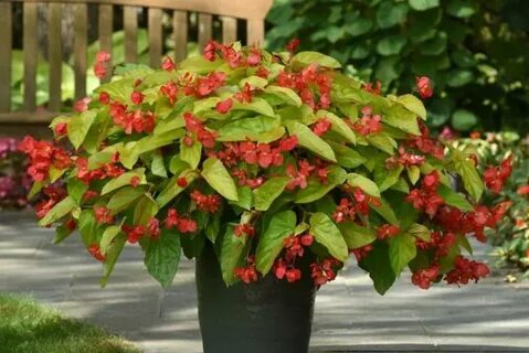 BRIAN MINTER: Spice up the summer garden with begonias Homes