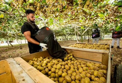 Need Kiwi Picking & Packing Workers - The Manpower