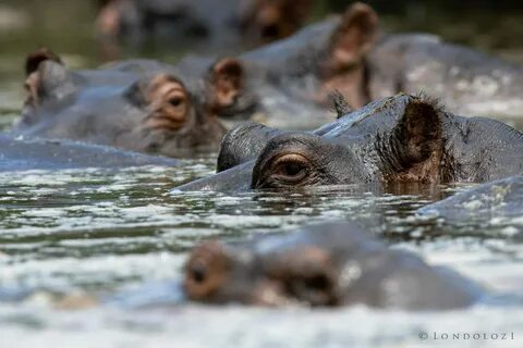 Why do Hippos Live in Water ? - Londolozi Blog