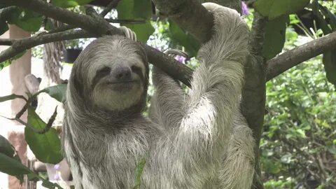 My Sloth Sanctuary - Fairyland