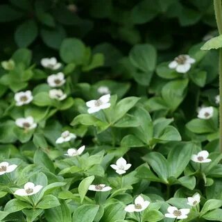 Cornus canadensis - creeping dogwood Ground cover, Canadensi