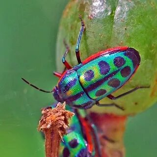 ภ เ г ค к ค ๓* Shield bugs, Animals bugs, Beautiful bugs
