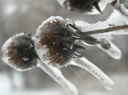 Freezing Rain Aftermath Others