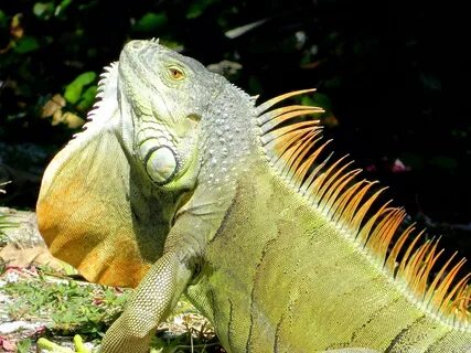 Iguana Male Vs Female Related Keywords & Suggestions - Iguan