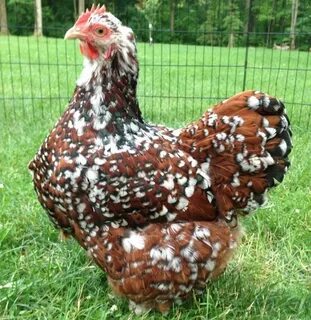 Fresh Hatching Eggs NPIP Chocolate Cuckoo English Orpington 