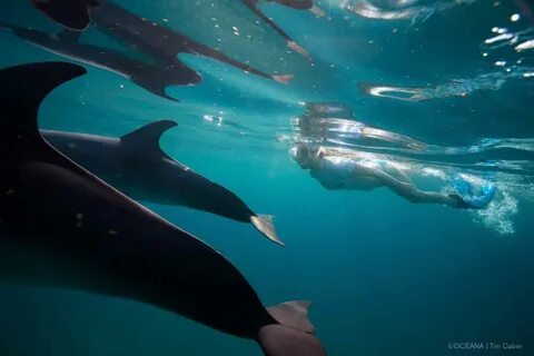 Miranda Cosgrove Swiming With Dolphins in Bahamas, March 201