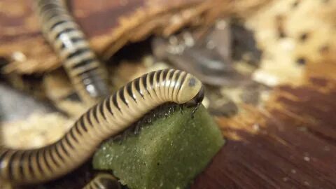 Ivory Millipede Feeding (Repashy Morning Wood Review) - YouT