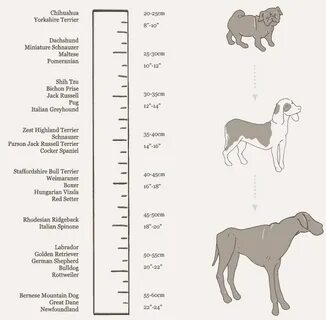Puppy Collar Size Chart / Buy 1 1/2 Inch Oh My Dog Martingal