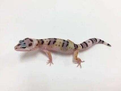 Mack Snow W/Y Het Tremper Albino & Eclipse Leopard Gecko (TS