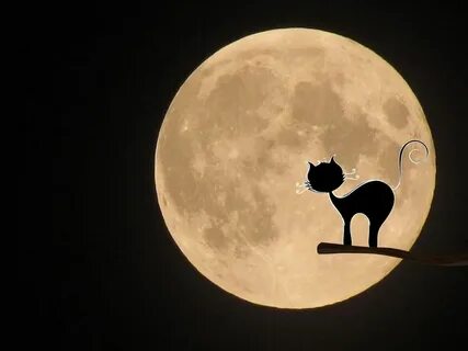 Free Image on Pixabay - Moon, Cat, Mystical, Halloween Moon 