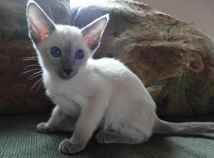 true siamese make me smile. another creature on my wishlist!