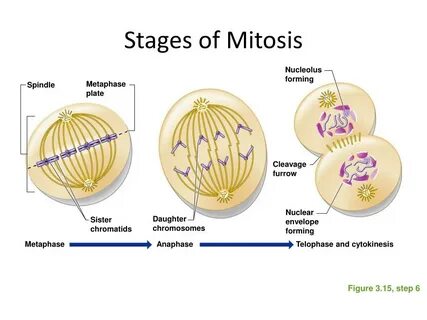 PPT - Cell Life Cycle PowerPoint Presentation, free download