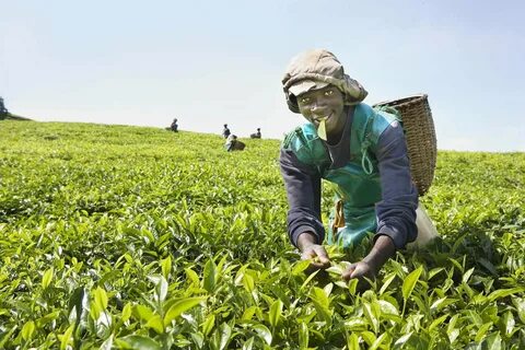 Tea plantation, Rwanda: Africa: Jonathan Wallen Photography