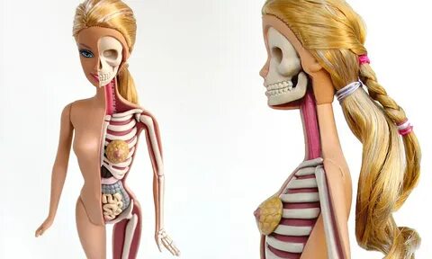 Jason Freeny: Anatomical sculpture of Barbie reveals how dol