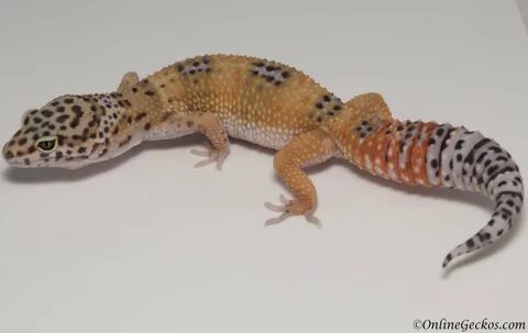 Leopard Gecko For Sale