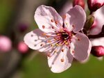 Pin de Monika Gamboa en Sakura Flores japonesas, Mejores flo