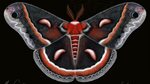 Pin by Melinda Solomich on Tattoo inspirations Cecropia moth