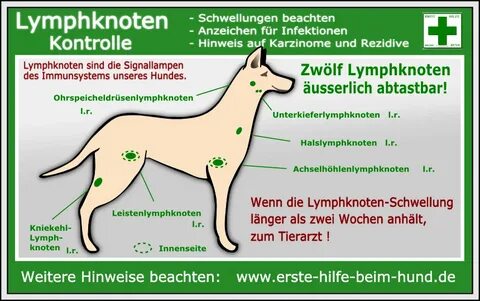 Lymphknotenkontrolle Hund Hunde, Anatomie hund, Gesunde hund