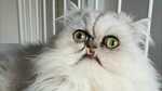 The Ugliest Cat In The World - YouTube