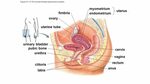 Figure 41-9 The human male reproductive system - ppt video o