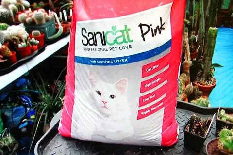 cat litter for bonsai - Desert Plants Of Avalon