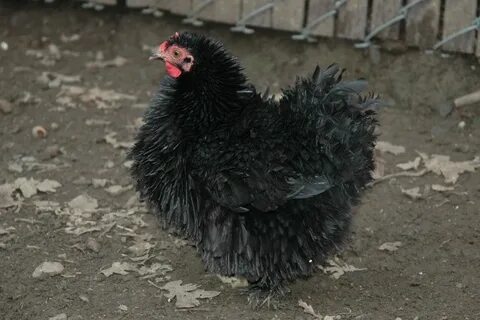 Frizzle Cochin Bantam Electricity and chickens are so much f