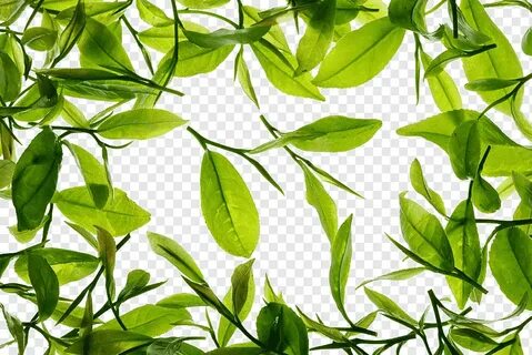 Green tea Tieguanyin, Free green tea to pull the material, f