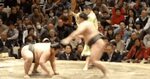 Join the hordes of net users giggling at GIFs of sumo wrestl