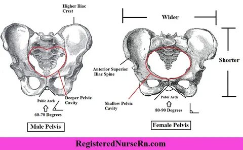 Male vs Female Pelvis Differences Anatomy of Skeleton Pelvis