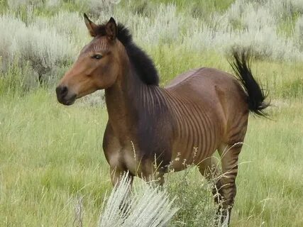 Pin on Zorses, Zonies, & Zonkeys